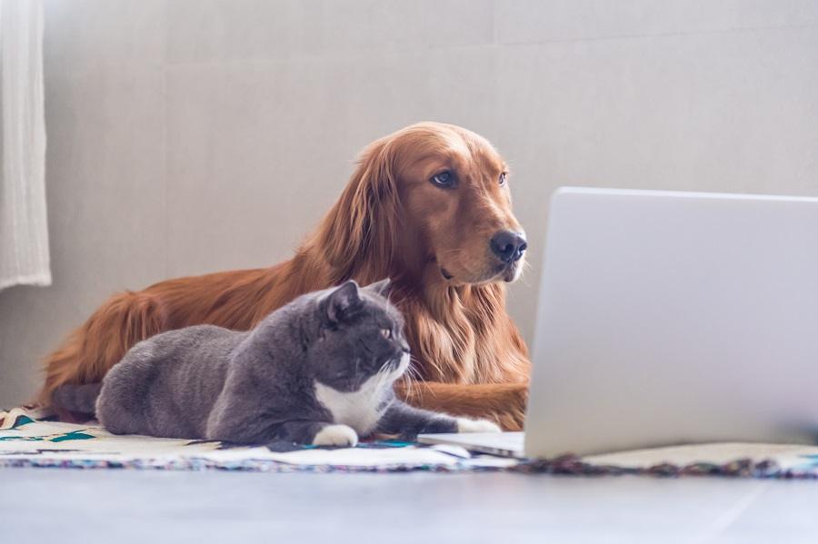 Estratégias de Marketing Digital para pet shops e clínicas veterinárias