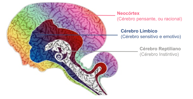 neocórtex, cérebro límbico e cérebro reptiliano